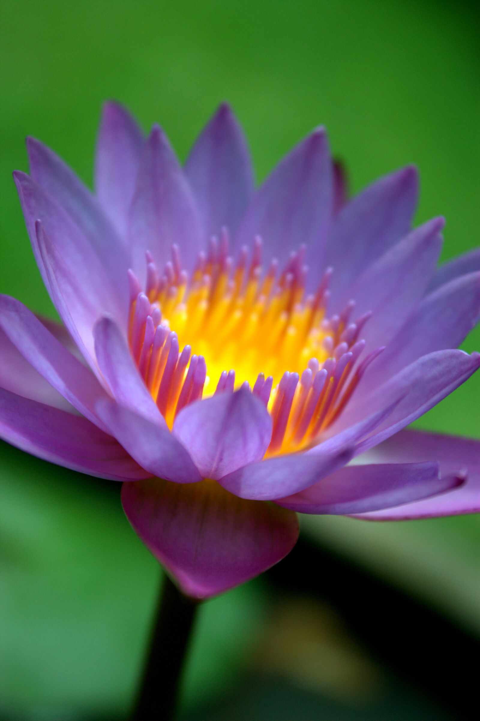 Canon EOS 450D (EOS Rebel XSi / EOS Kiss X2) sample photo. Flower, water lily, purple photography