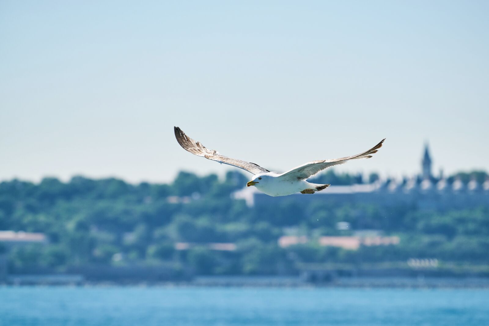 Sony FE 70-200mm F4 G OSS sample photo. March, gulls, bird photography