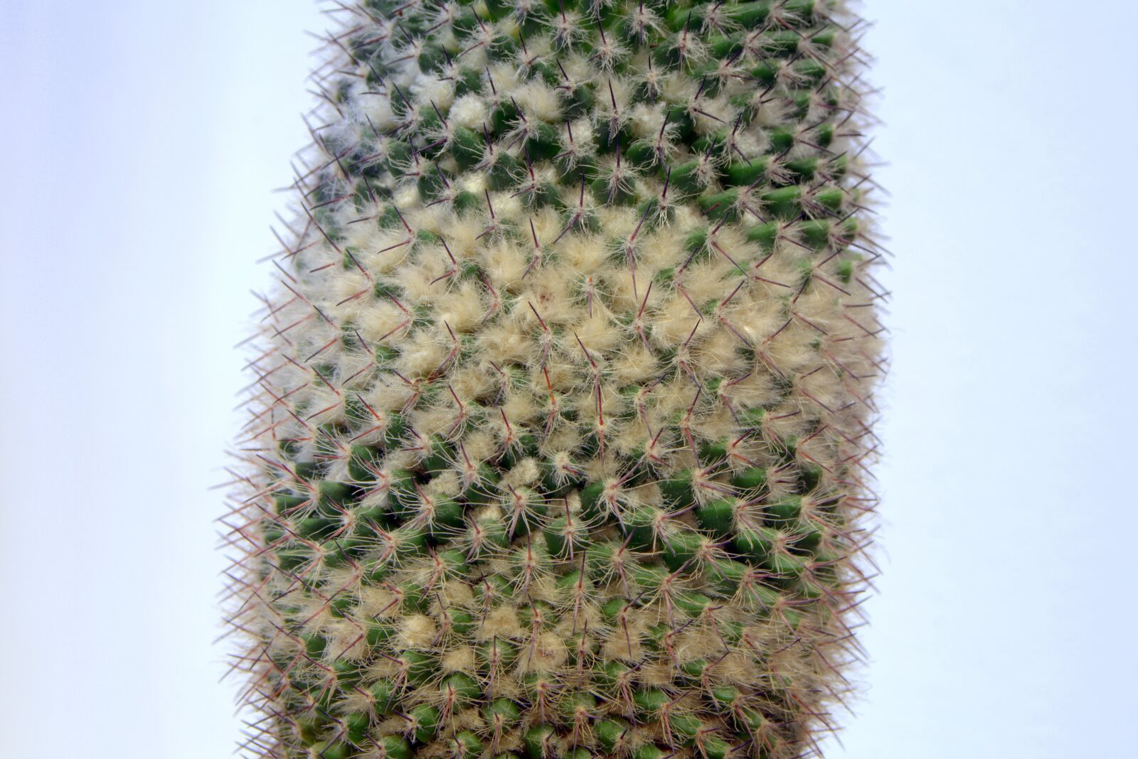 Pentax K-S2 sample photo. Cactus, spikes, down photography