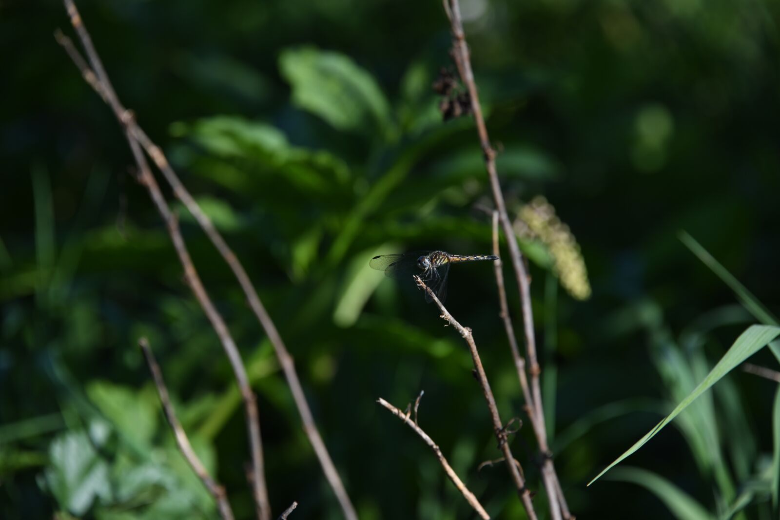 Nikon D850 sample photo. Dragonfly, insect, bug photography