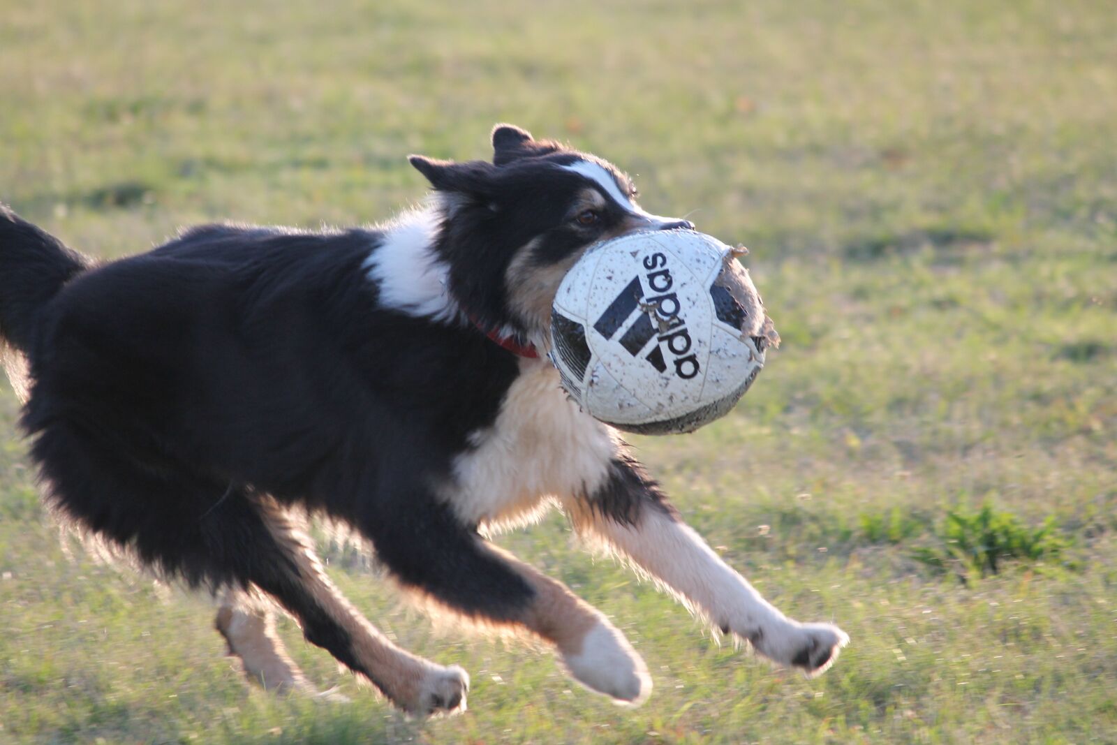 Canon EOS 1100D (EOS Rebel T3 / EOS Kiss X50) sample photo. Dog, collie, ball photography