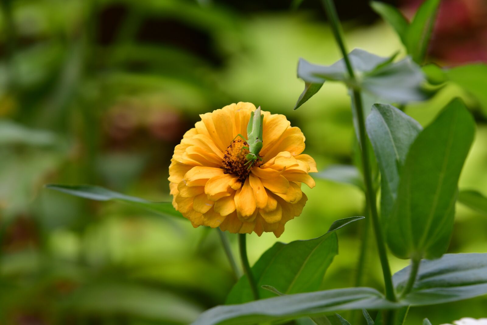 Nikon D500 sample photo. Zinnia flower, yellow petals photography