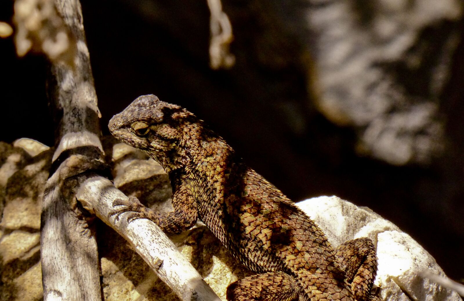 Panasonic Lumix DMC-FZ200 sample photo. Alligator lizard, male, scales photography