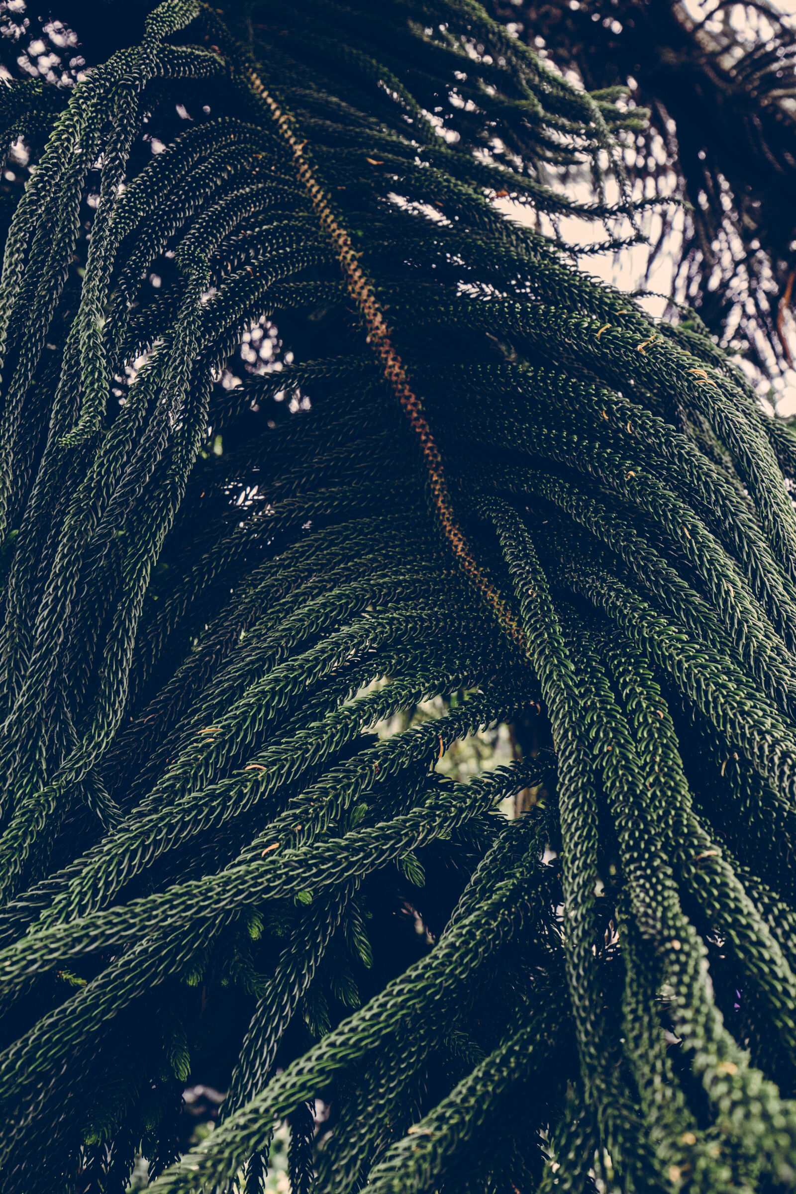 Sony a7 II + Sony FE 28-70mm F3.5-5.6 OSS sample photo. Blur, botanical, branches, close photography