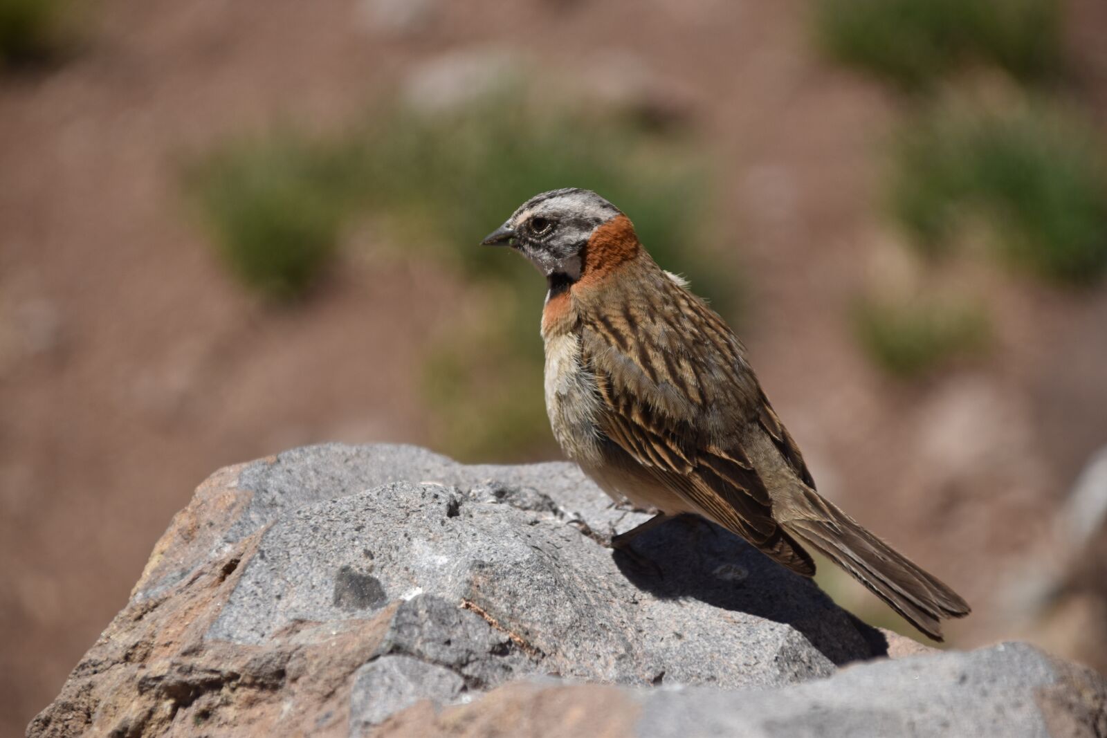 Nikon D5500 sample photo. Bird, stone, animal photography