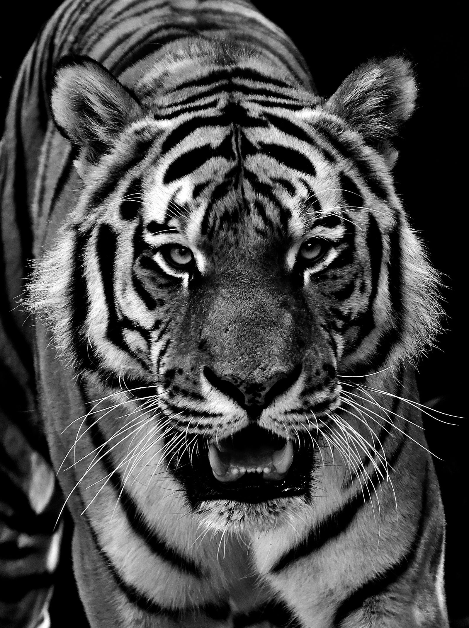 Nikon D7200 sample photo. Tiger, predator, fur photography
