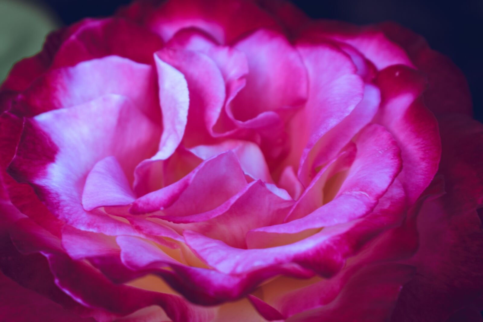Nikon D5600 sample photo. Pink, flowers, petals photography