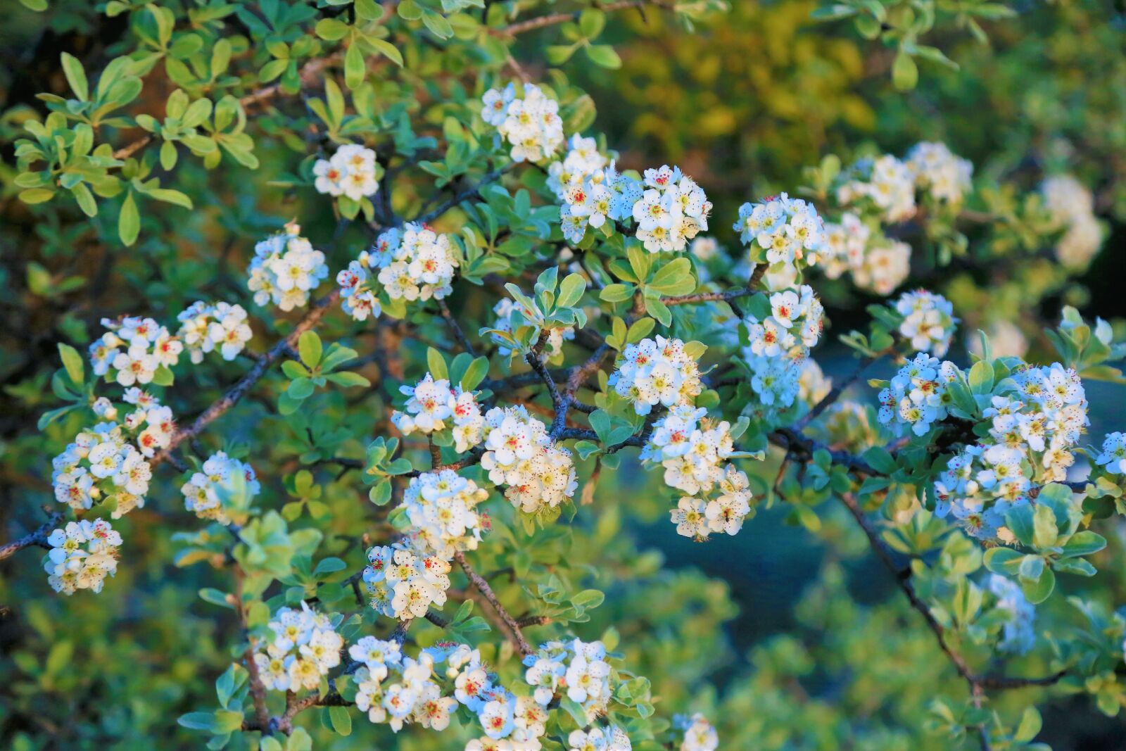 Canon EOS 5D Mark III sample photo. Flower, nature, spring photography