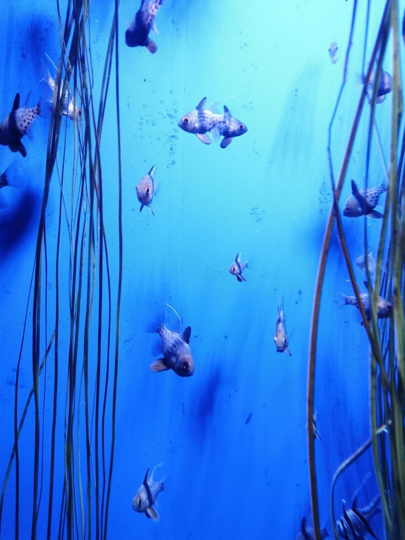 HUAWEI P SMART 2019 sample photo. Fish, ocean, sea photography