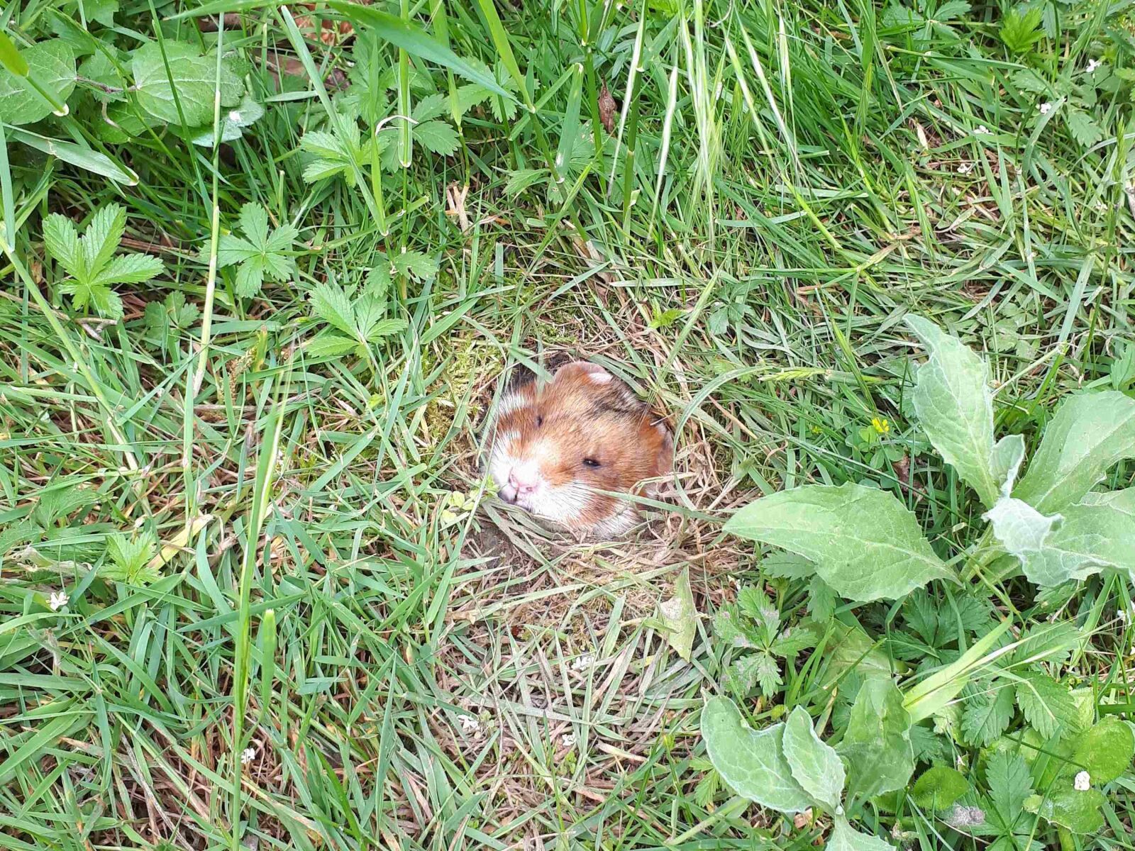 Samsung Galaxy A5(2017) sample photo. Hamster, nature, animals photography