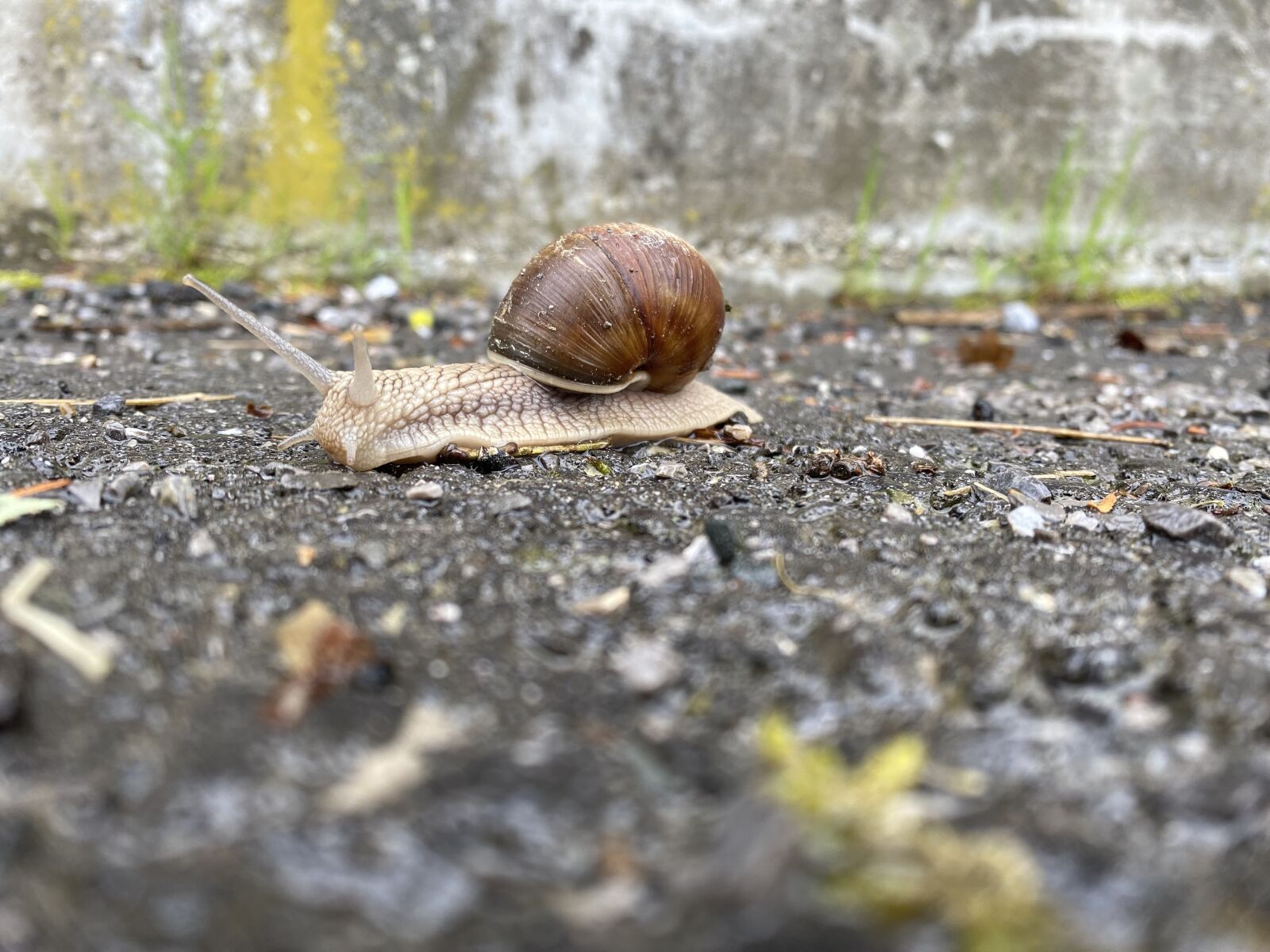 Apple iPhone 11 sample photo. Nature, snail, slowly photography