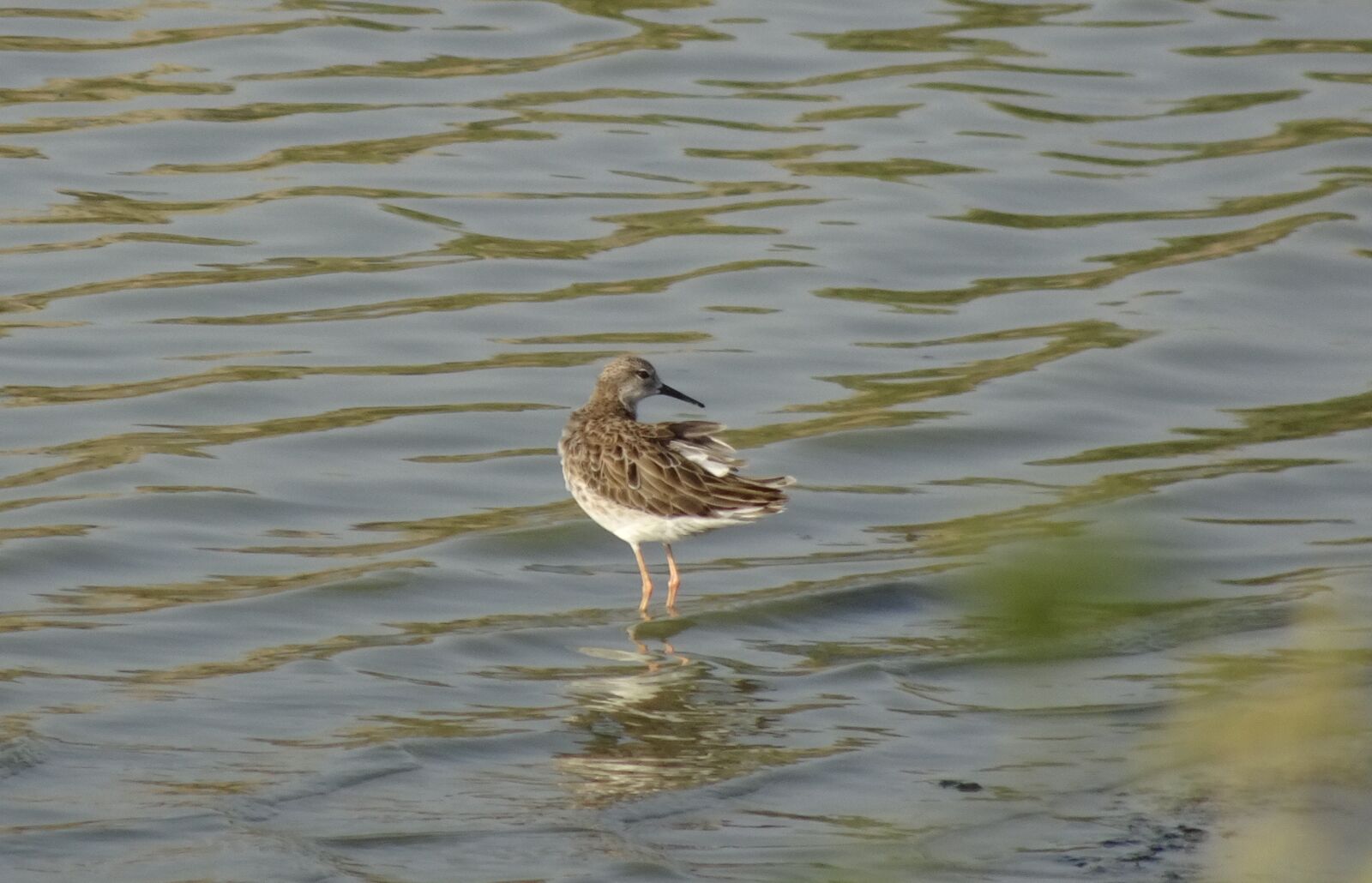 Sony Cyber-shot DSC-HX90V sample photo. Bird, ruff, calidris pugnax photography