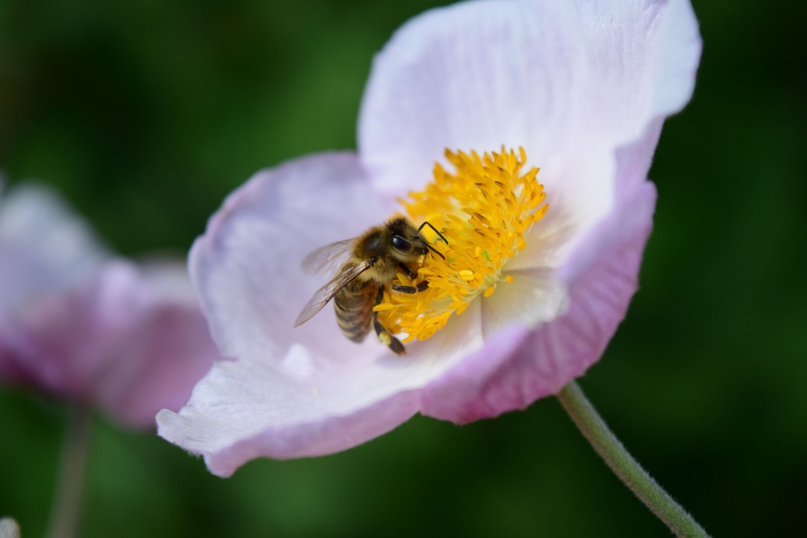 Nikon D3300 sample photo. Anemone, anemone nemorosa, bee photography