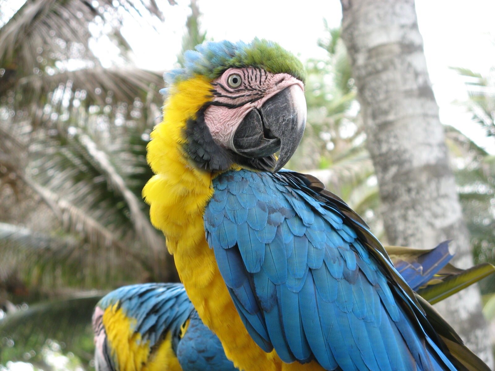 Canon POWERSHOT A710 IS sample photo. Macaw, palm, trees photography