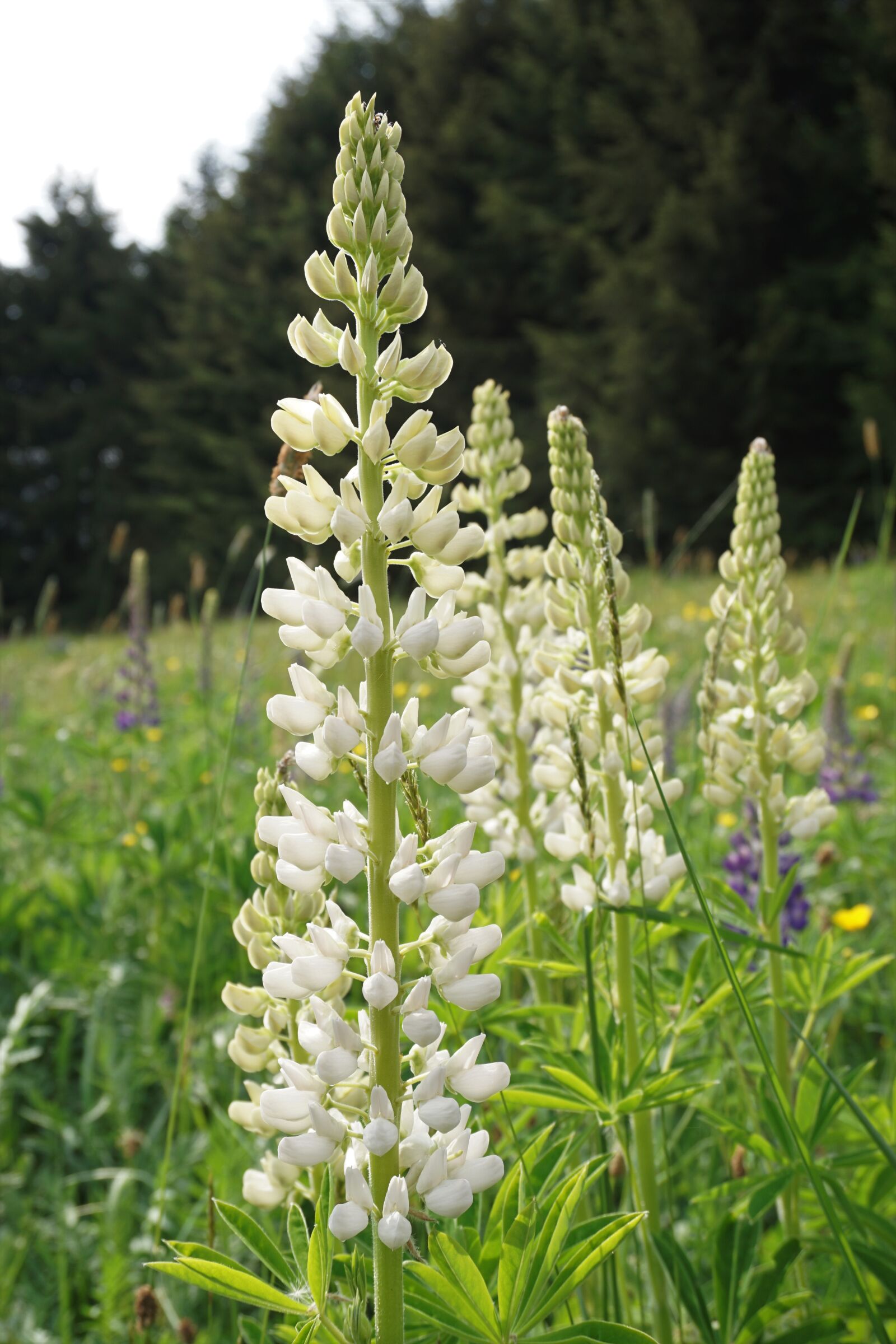 Sony a6000 sample photo. Lupine, blossom, bloom photography