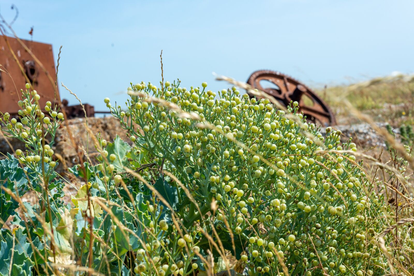 Nikon D600 sample photo. Dungeness, abandoned, wreck photography