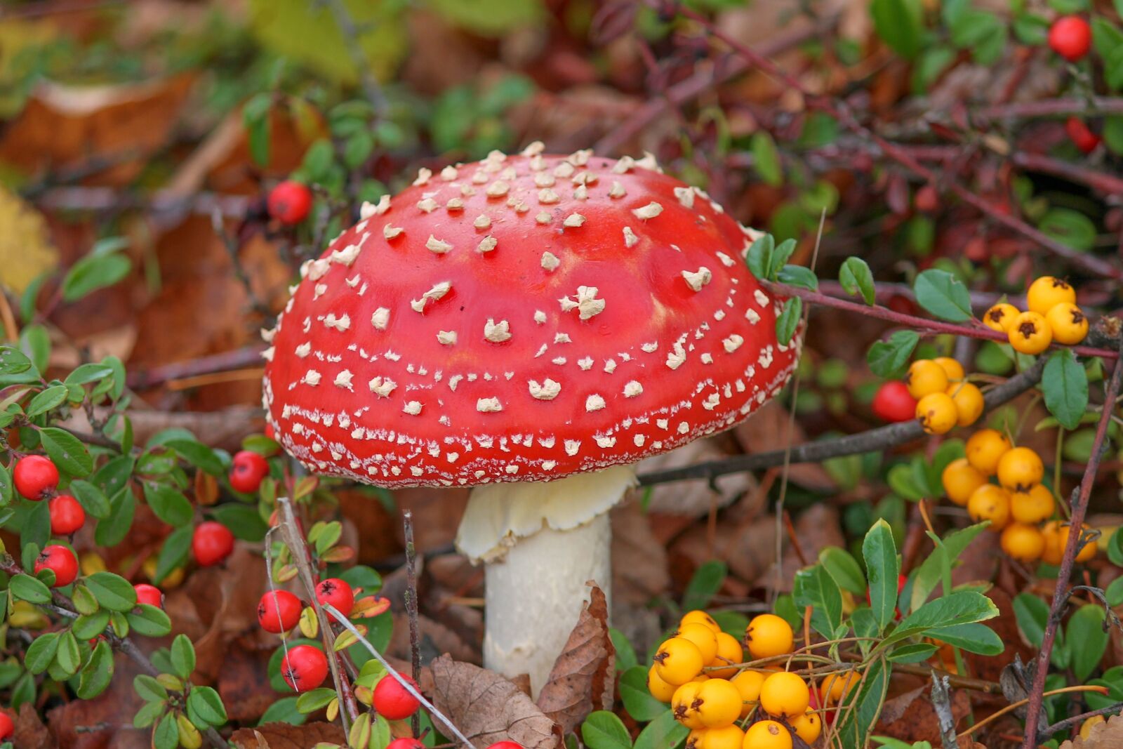 Canon EOS 1100D (EOS Rebel T3 / EOS Kiss X50) sample photo. Fly agaric, amanita muscaria photography