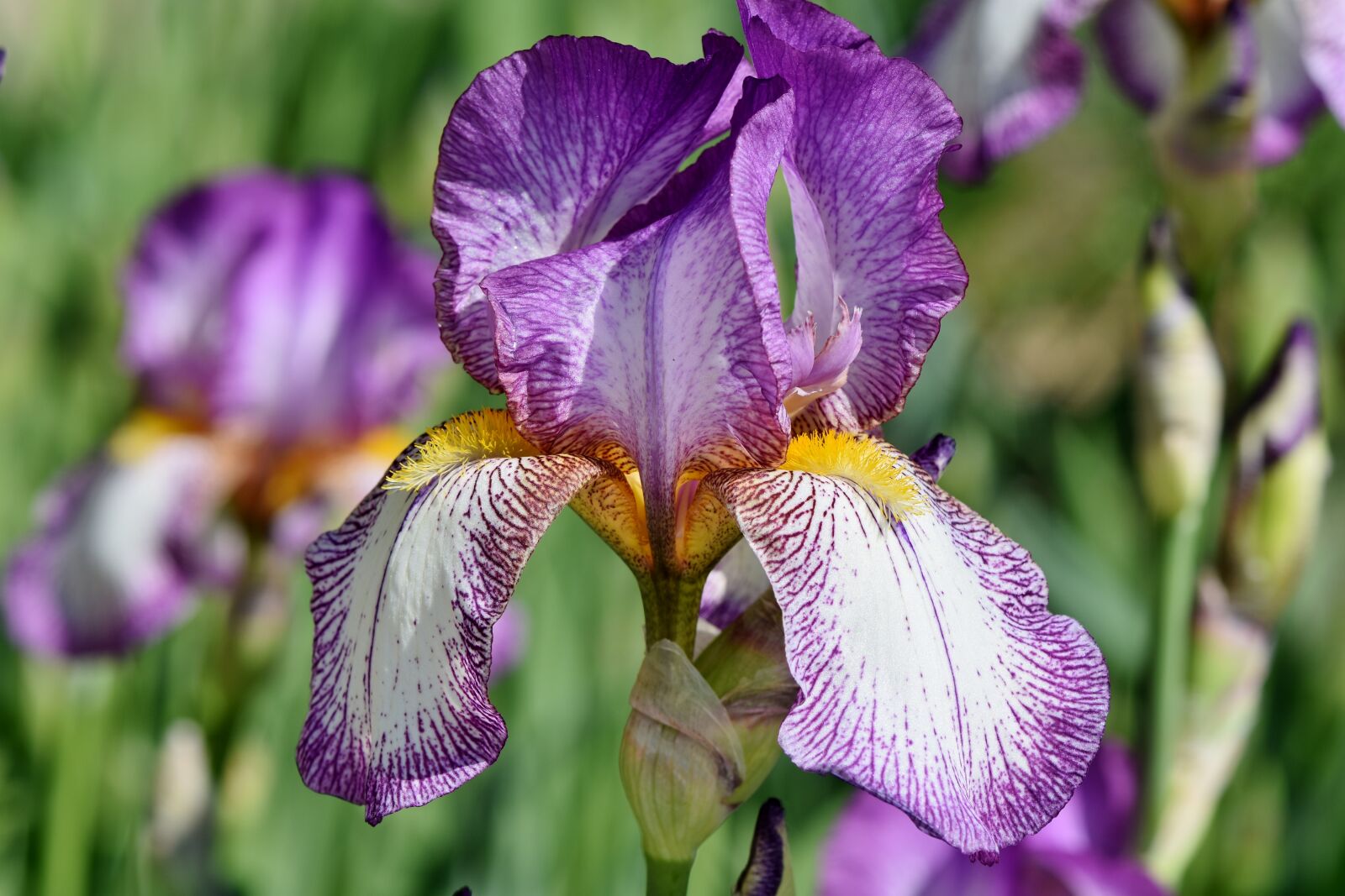 Nikon D7200 sample photo. Iris, iris flower, schwertliliengewaechs photography