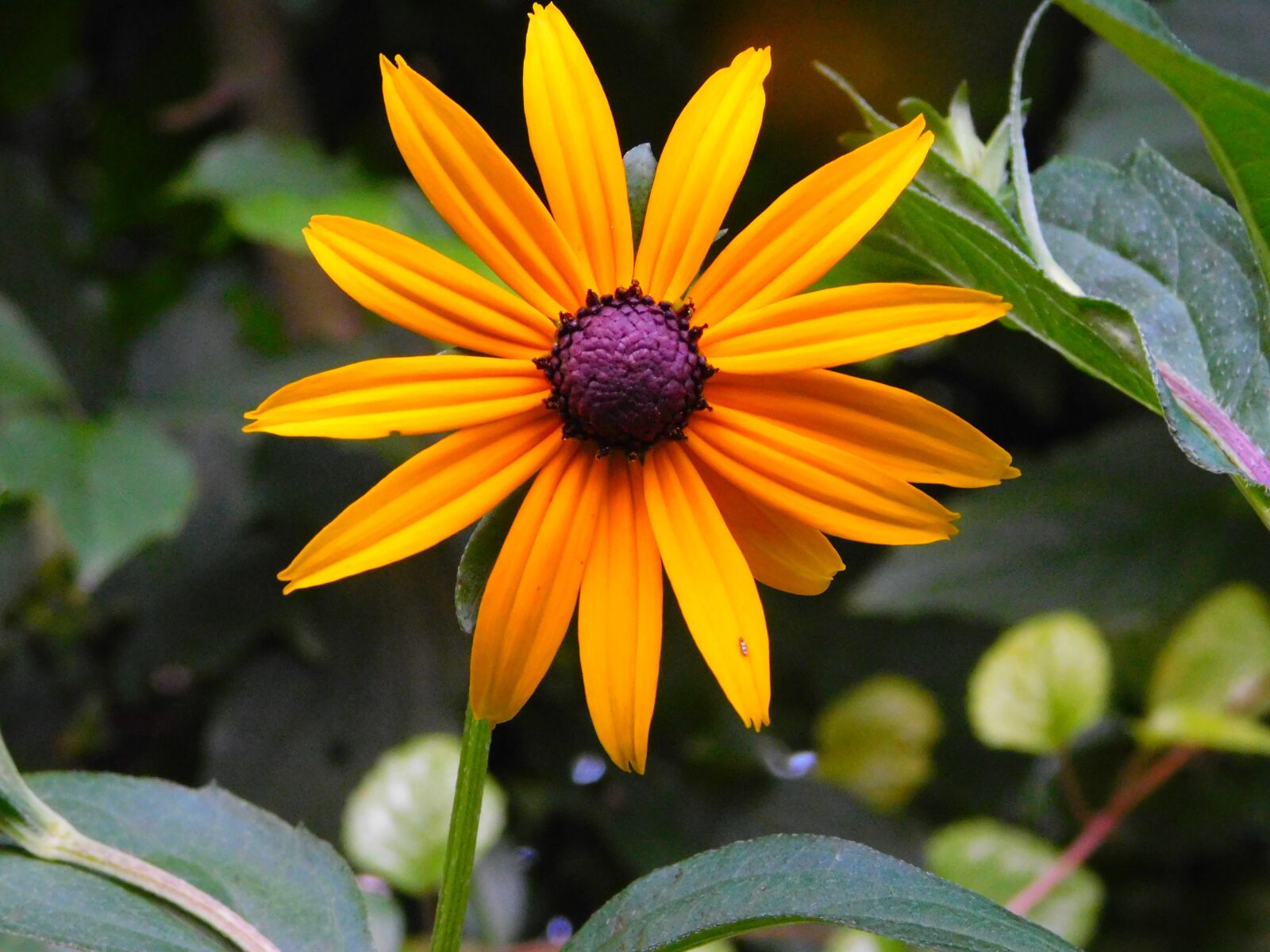 Nikon Coolpix L840 sample photo. Coneflower flower, coneflower, rudbeckia photography