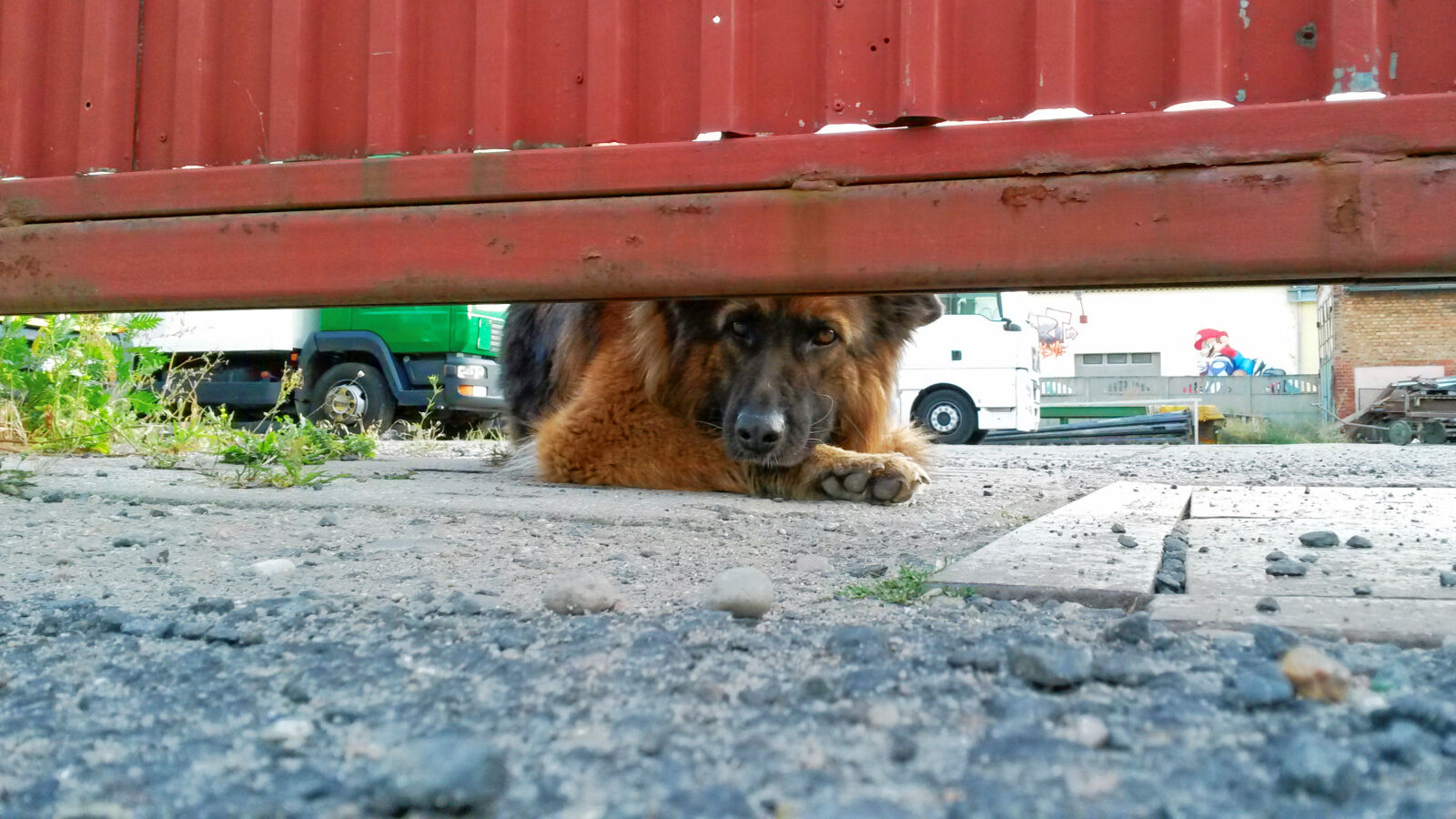 Samsung Galaxy S4 Mini sample photo. Animals, dog, theme, dogs photography