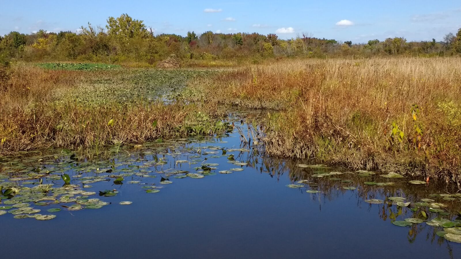 Motorola Moto G (4) sample photo. Water, pond, waterlily photography