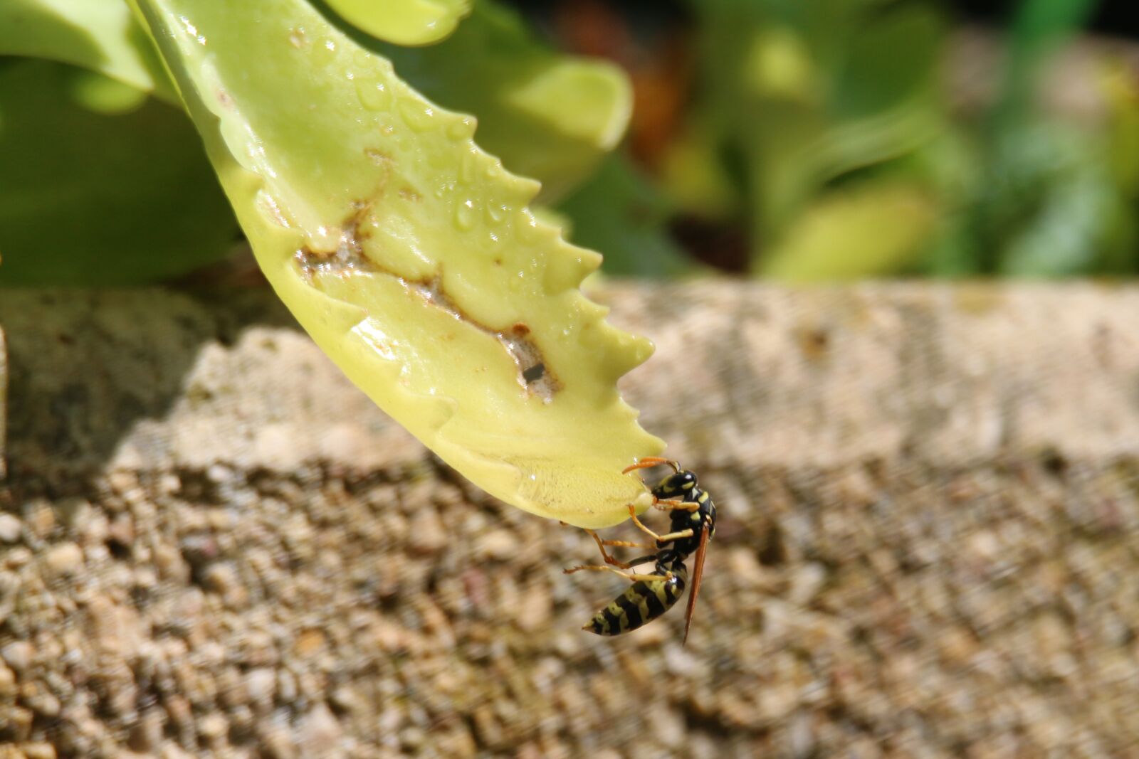 Canon EOS 70D + Tamron SP 150-600mm F5-6.3 Di VC USD sample photo. Wasp, insect, nature photography