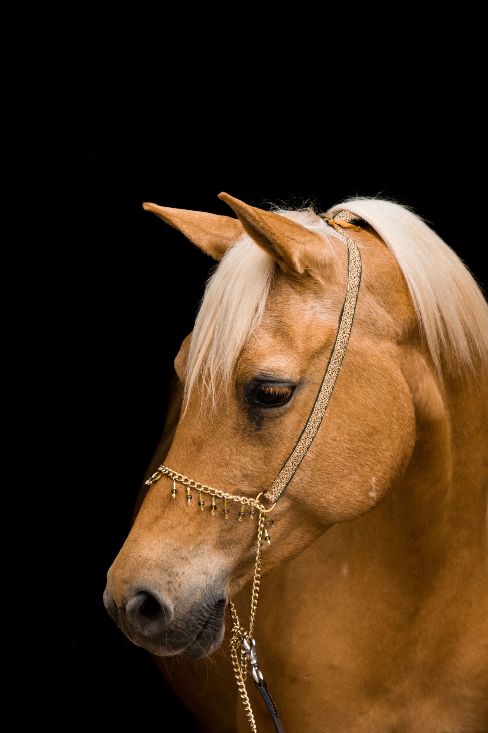 Nikon D3300 sample photo. Horse, portrait, mare photography