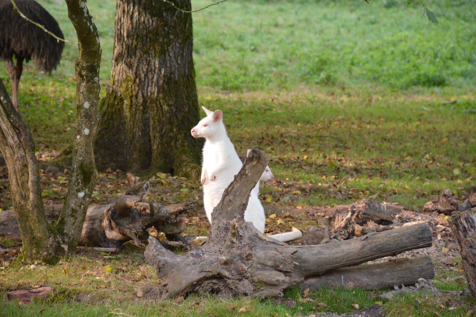 Nikon D7100 sample photo. Kangaroo, white, zoo photography