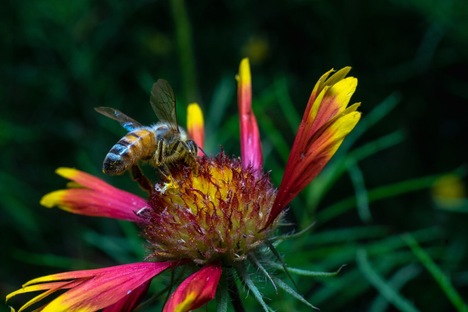 Sony a7 II + Sony FE 50mm F1.8 sample photo. Bee, green, flower photography