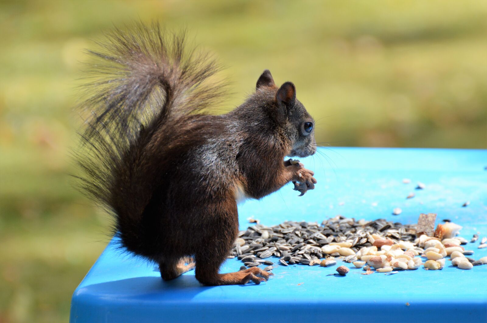 Nikon D3200 sample photo. Squirrel, nager, rodent photography