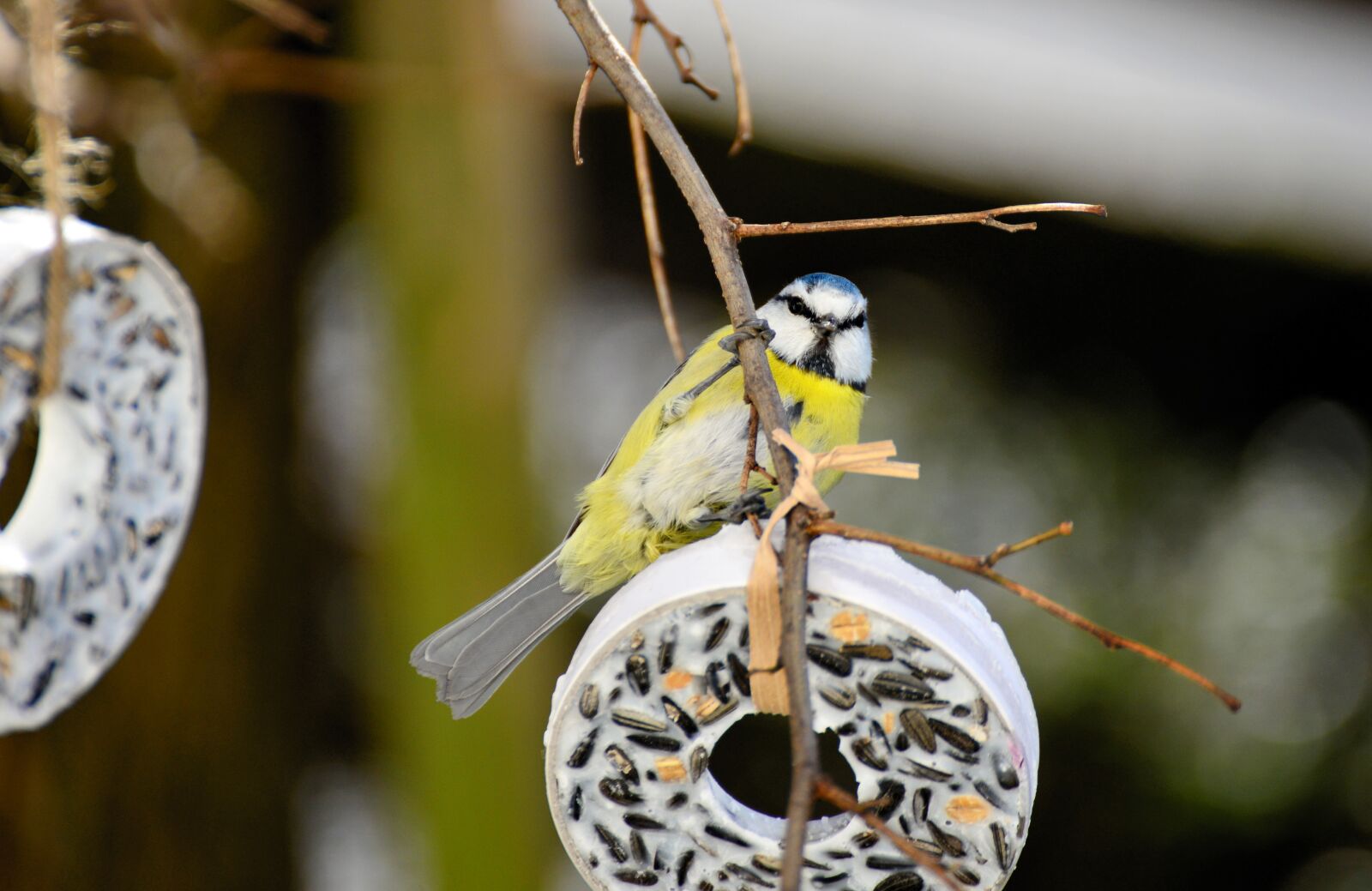 Nikon D610 sample photo. Tit, bird, tit rings photography