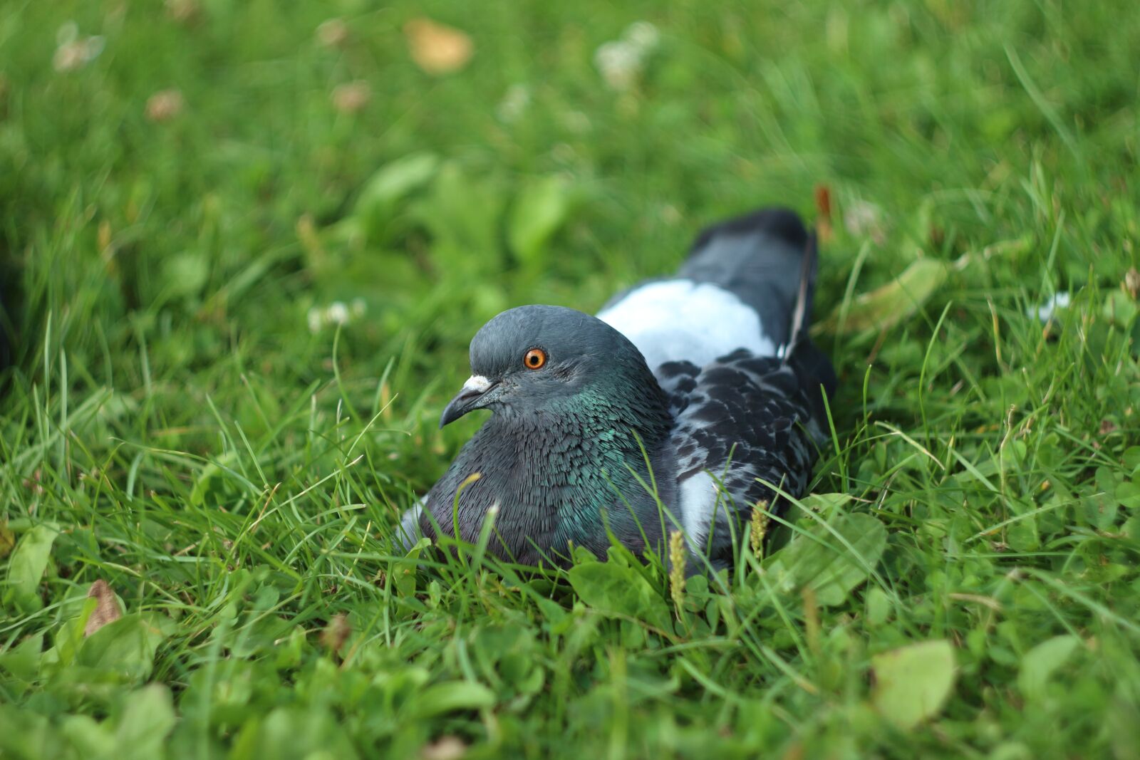 Canon EOS 1300D (EOS Rebel T6 / EOS Kiss X80) sample photo. Dove, bird, nature photography