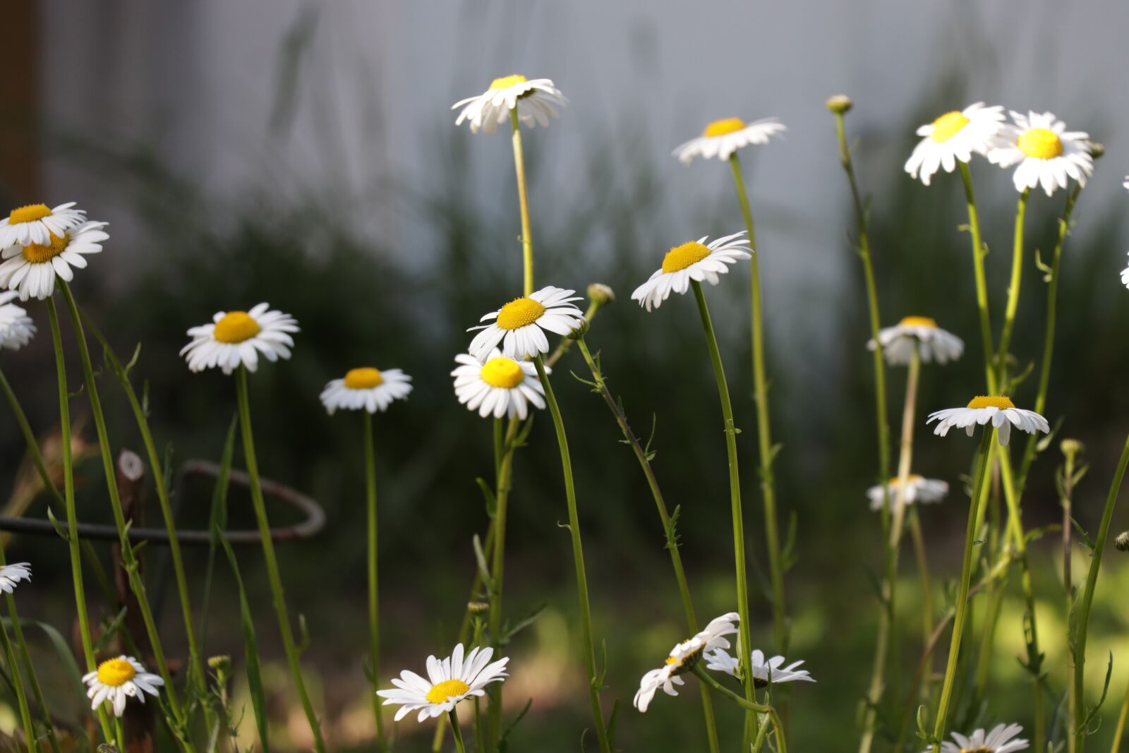 Canon EOS 77D (EOS 9000D / EOS 770D) sample photo. Magerite, white, flower photography