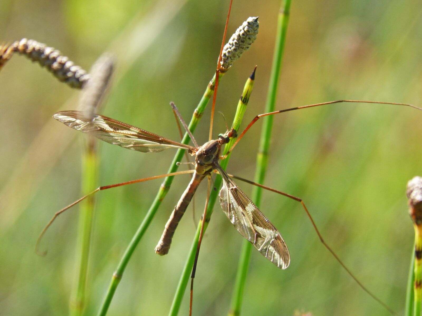 Panasonic DMC-FZ62 sample photo. Mosquito, detail, long-legged insect photography