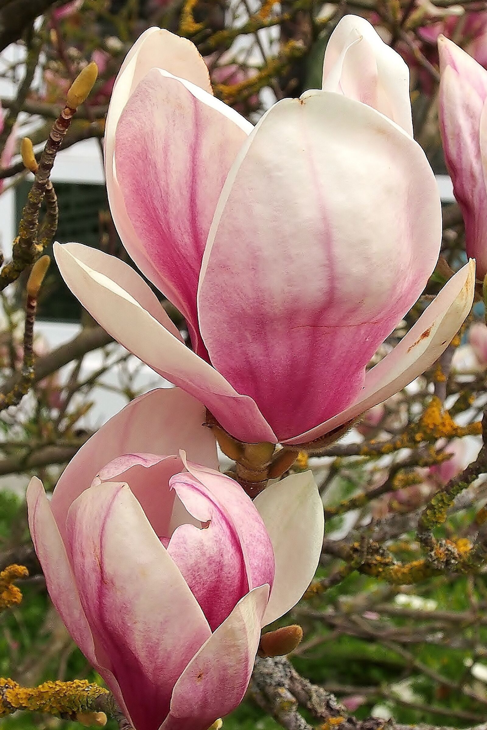 OLYMPUS M.12-50mm F3.5-6.3 sample photo. Flower, magnolia, pink photography