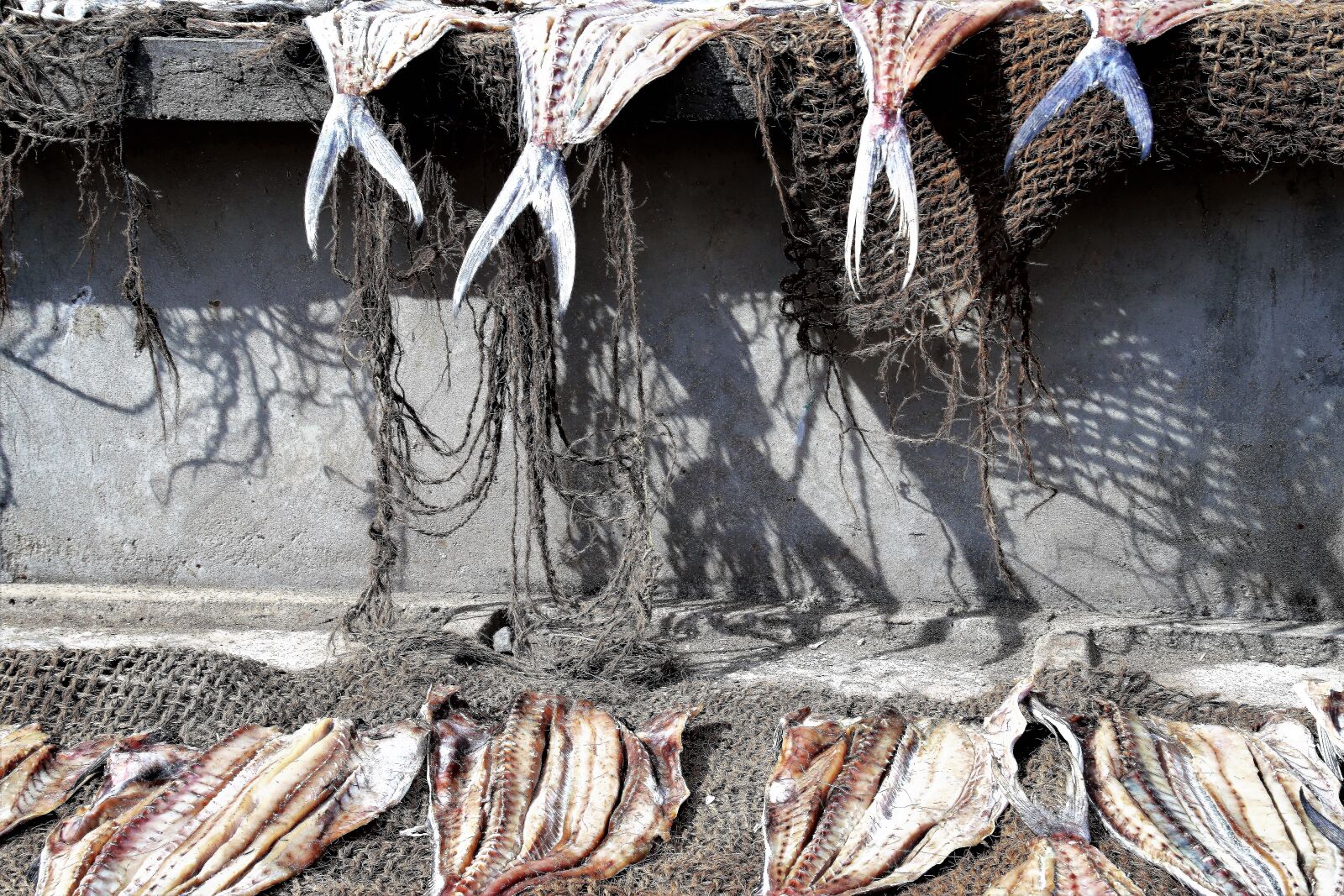 Canon EOS 80D sample photo. Fish, drying, boiling hot photography