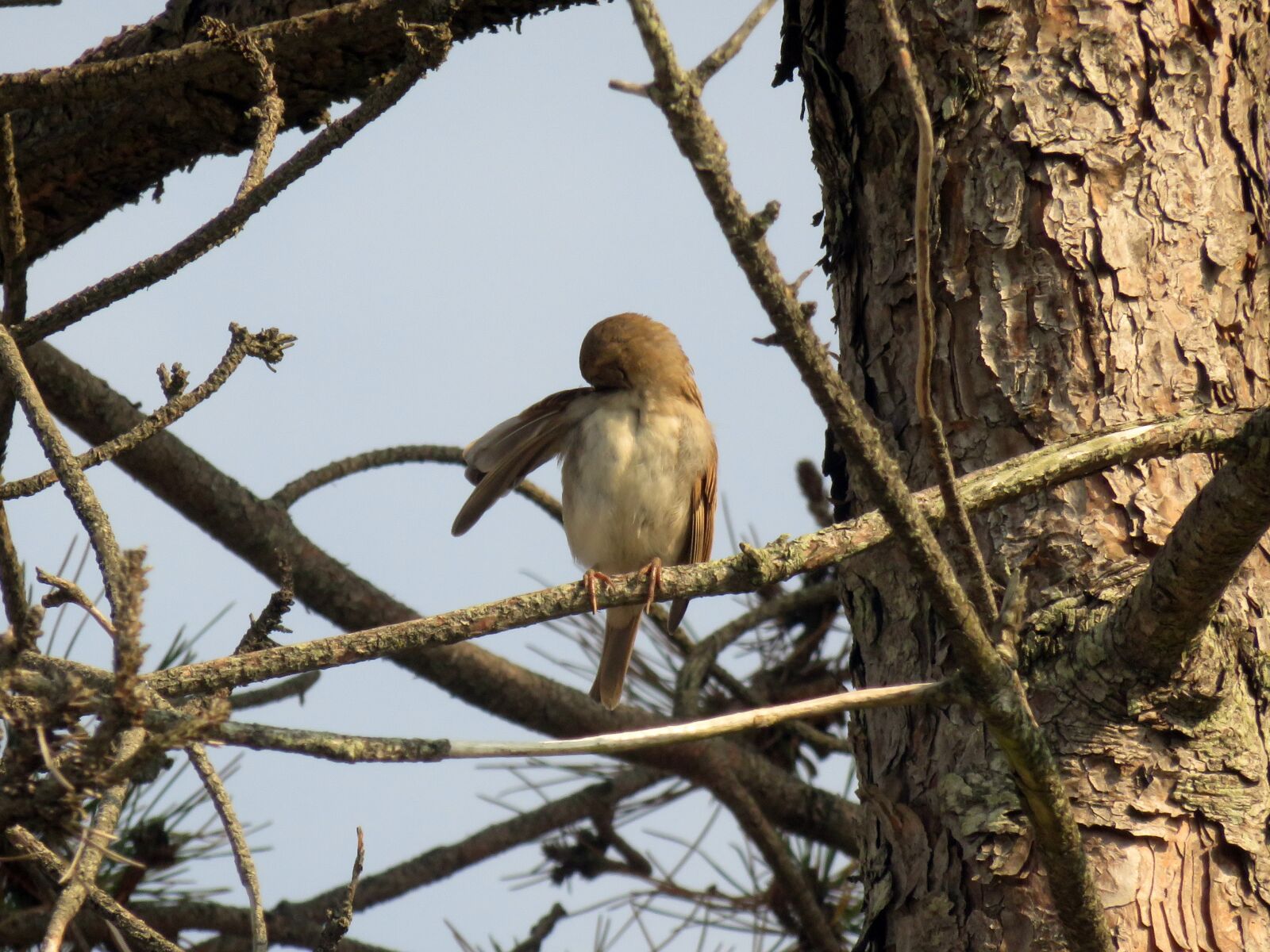 Canon PowerShot SX710 HS sample photo. Sparrow, brown, bird photography