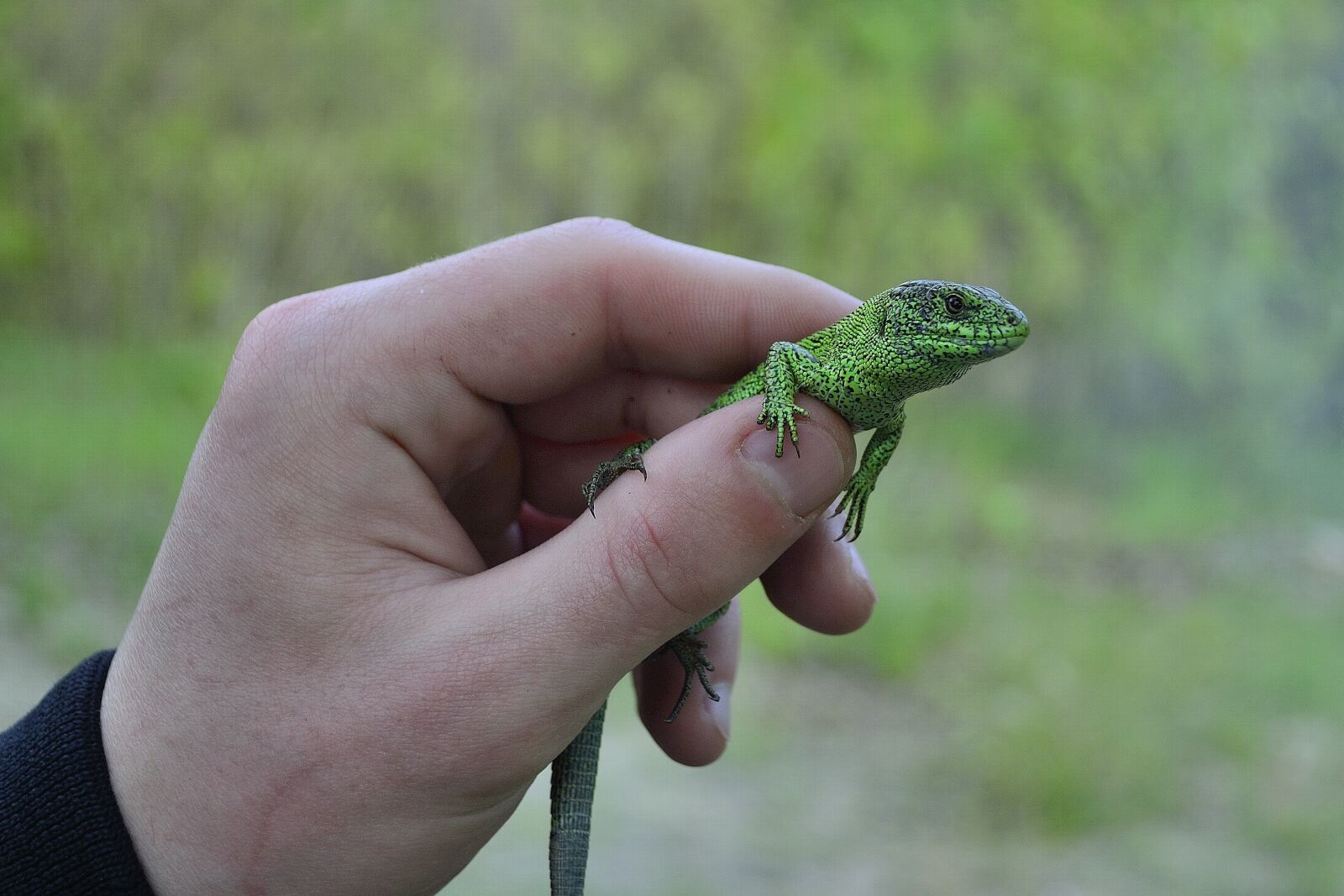 Nikon D3100 sample photo. Lizard, nature, reptile photography