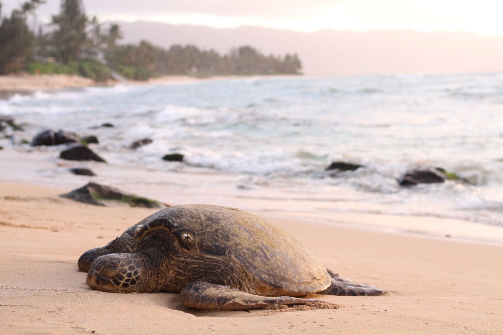 Canon EOS 7D + Canon EF 50mm F1.8 STM sample photo. Animal, beach, coast photography
