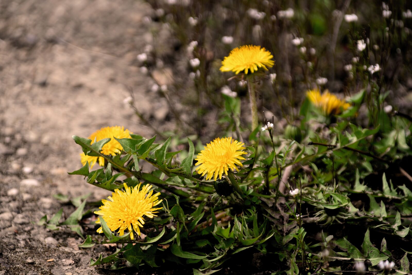Nikon D610 sample photo. Dandelion, flower, garden photography