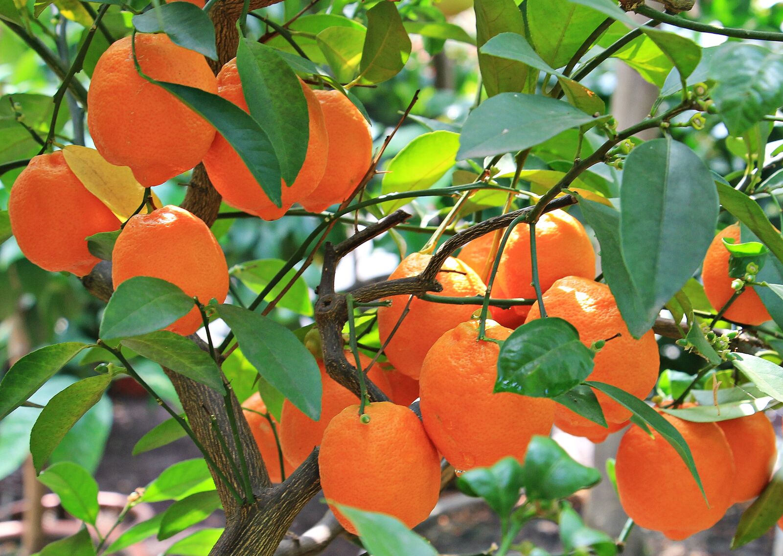 Canon EOS 550D (EOS Rebel T2i / EOS Kiss X4) sample photo. Oranges, citrus fruits, fruits photography