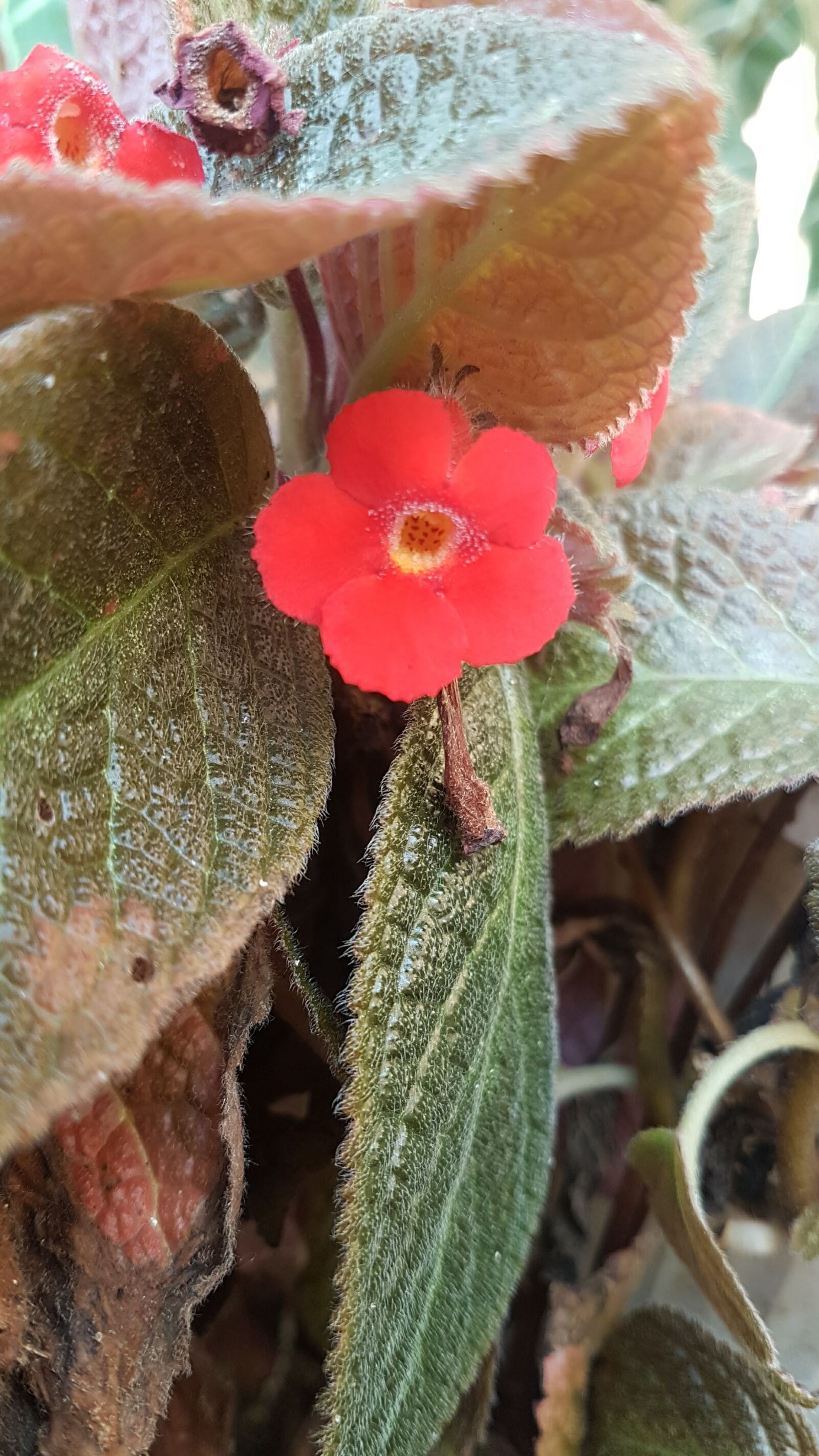 Samsung Galaxy S7 sample photo. Naturaleza, flores, natural photography