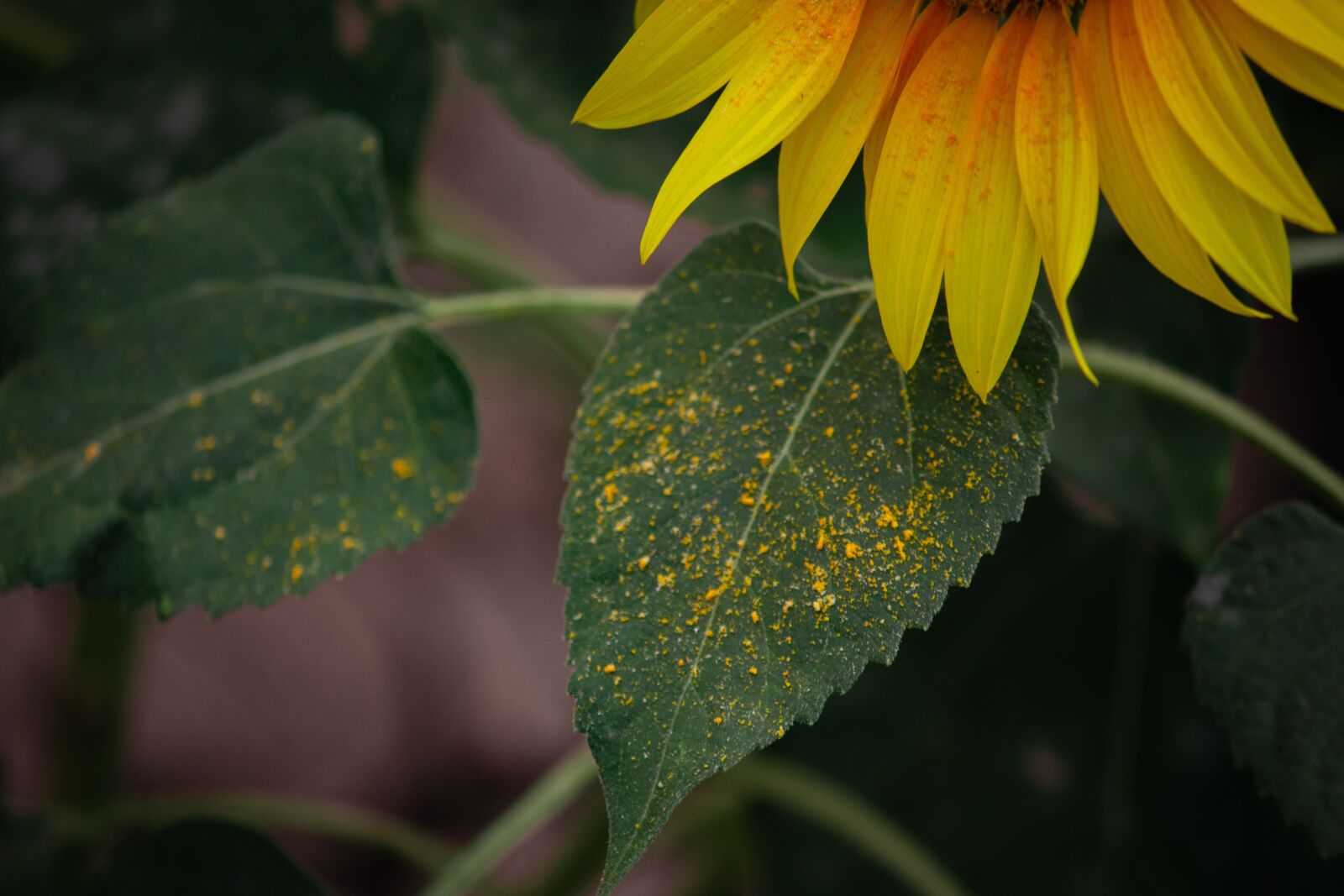 Canon EOS 700D (EOS Rebel T5i / EOS Kiss X7i) sample photo. Sun flower, flowers, yellow photography