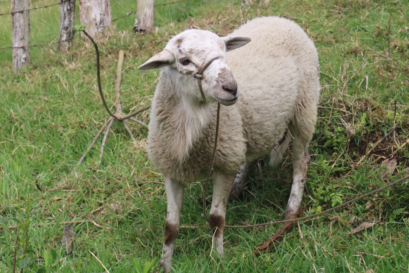 Canon EOS 750D (EOS Rebel T6i / EOS Kiss X8i) sample photo. Sheep, nature, animals photography