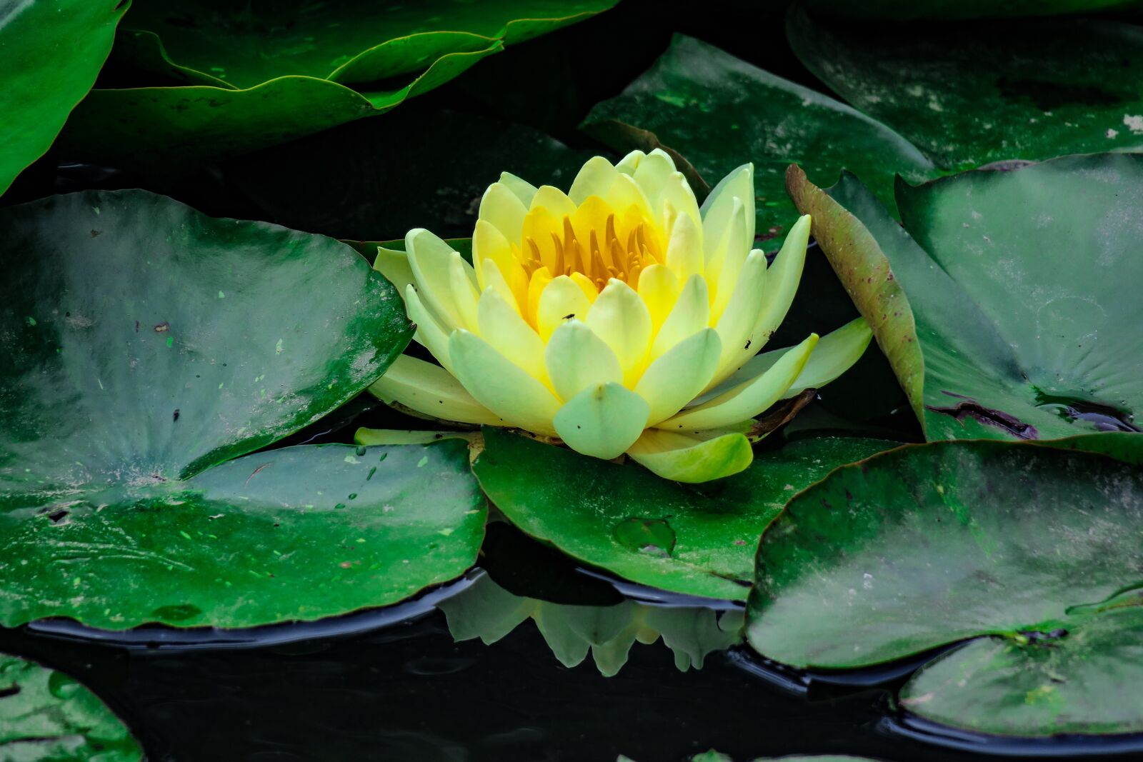 Canon PowerShot G3 X sample photo. Lotus, flower, flowering photography