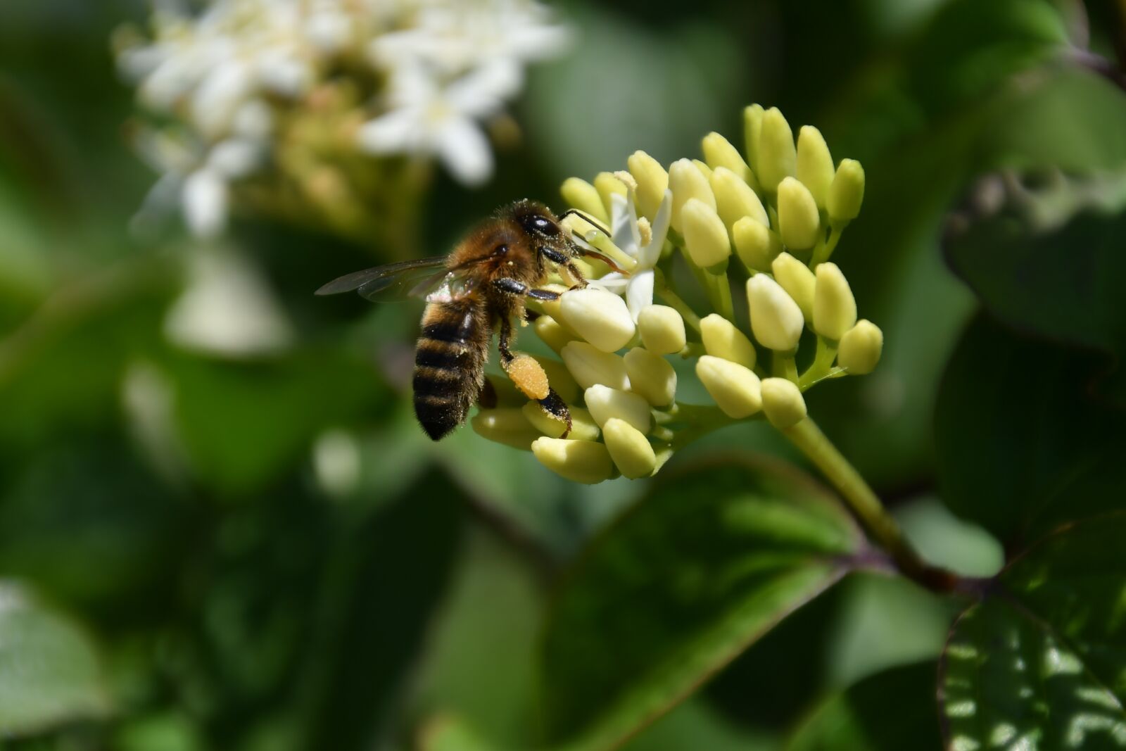 Nikon D500 sample photo. Bee, pollen, bees photography