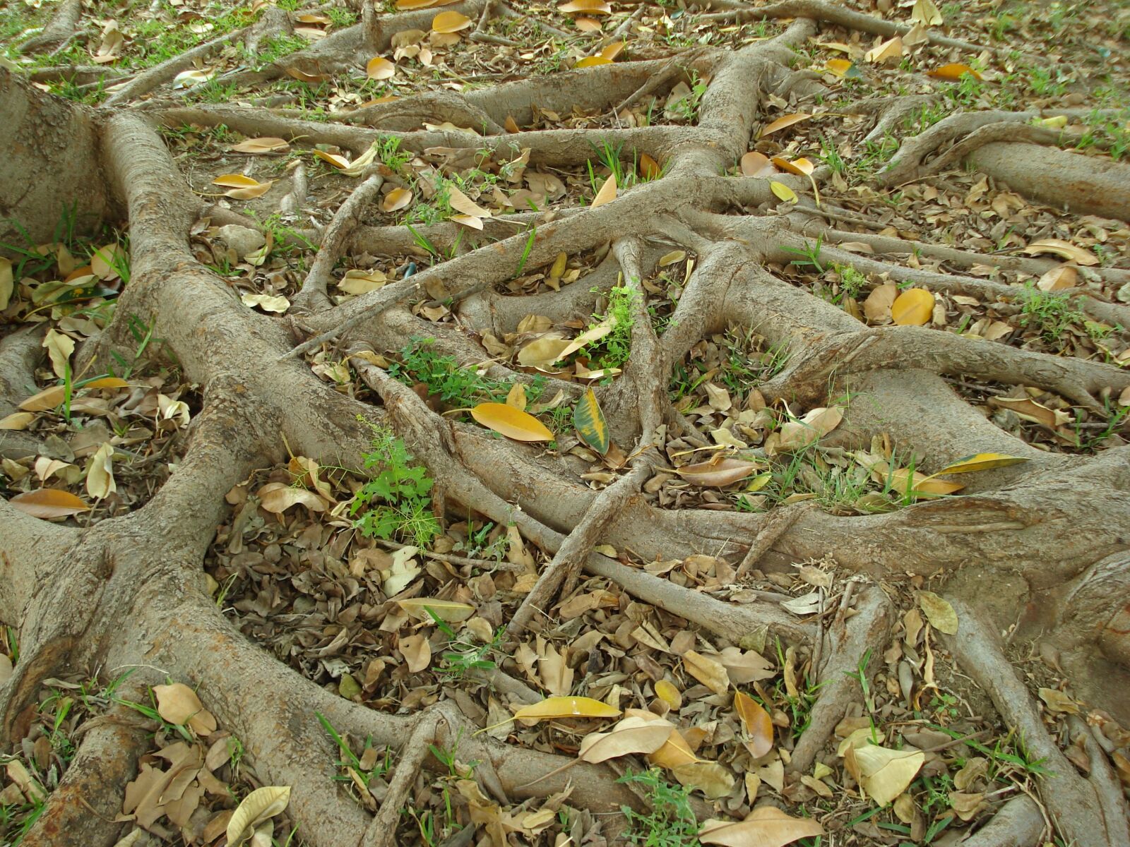 Sony DSC-W55 sample photo. Roots, tree, nature photography