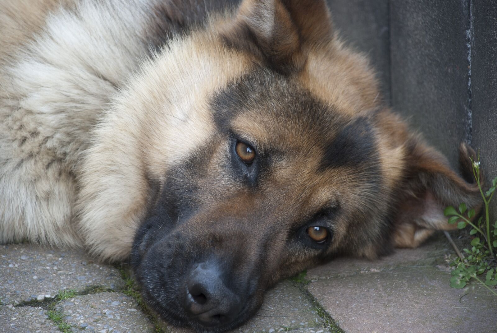 Nikon D80 sample photo. German shepherd, faithful, dog photography