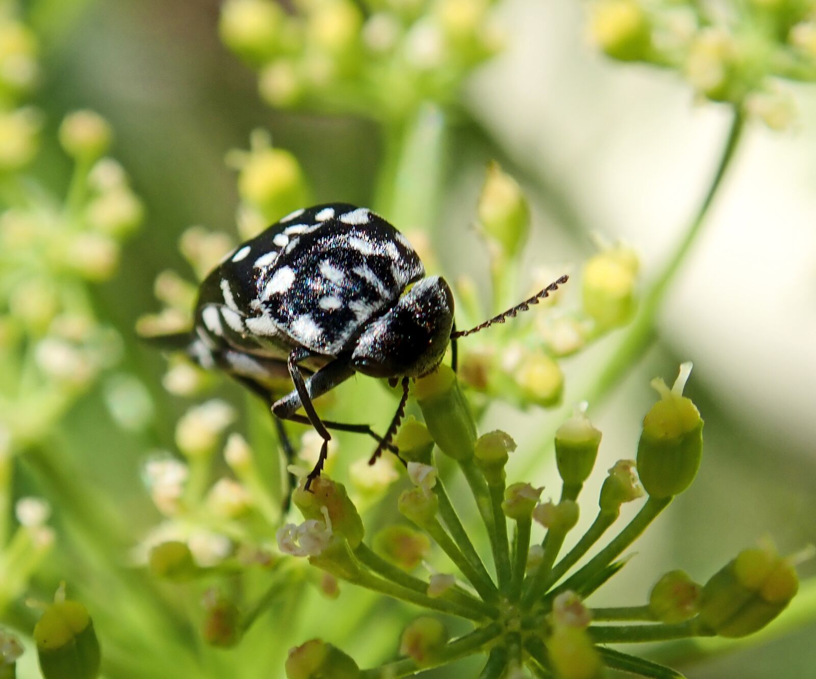 Olympus TG-5 sample photo. Insect, strange, beetle photography