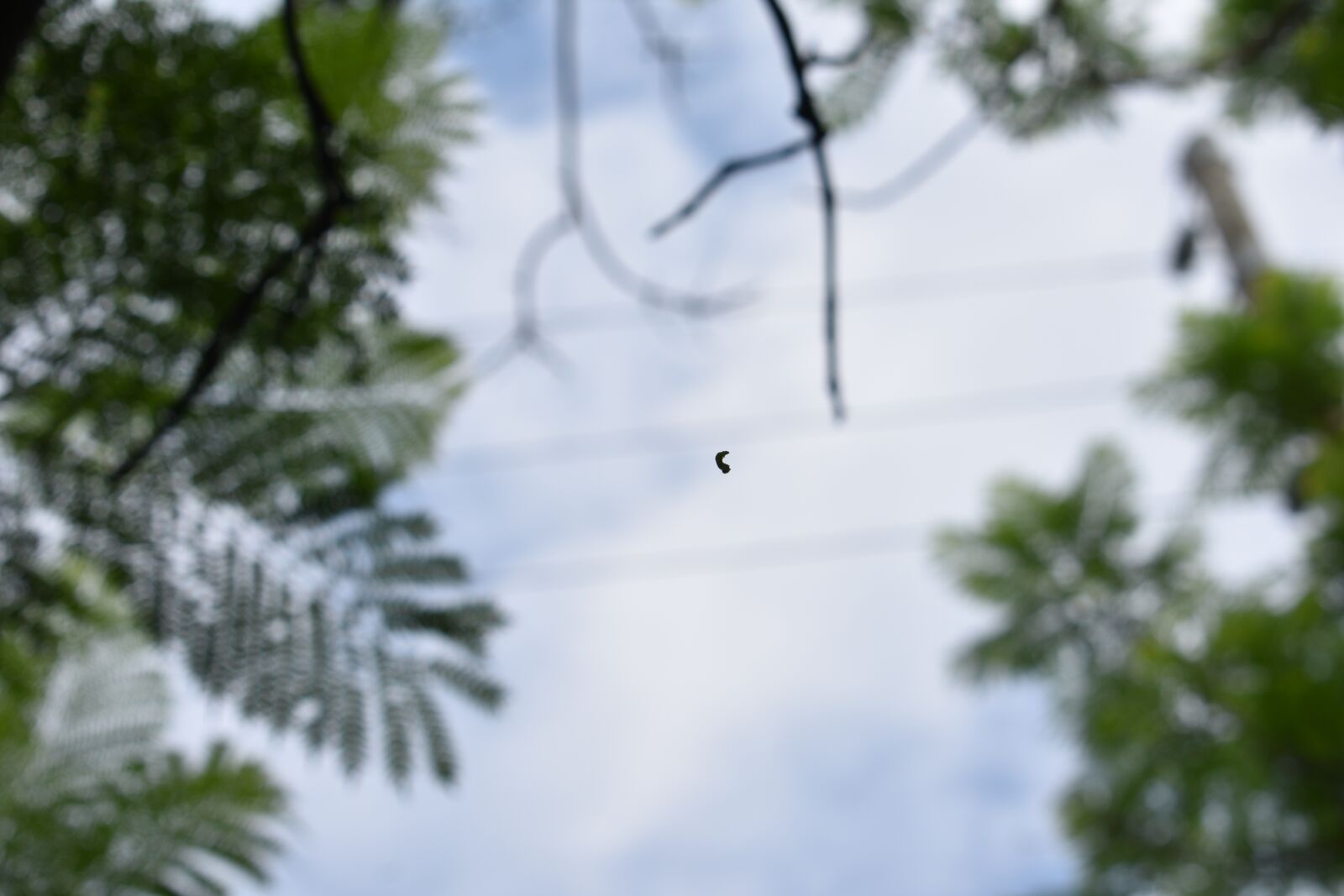 Nikon D3400 sample photo. Sky, plants, clouds photography